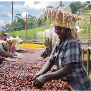 ການສ່ອງແສງແດດຂອງສະຖານີການປິ່ນປົວ Limkinma